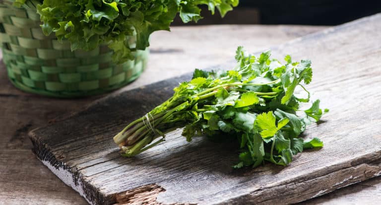 Best Coriander Substitutes