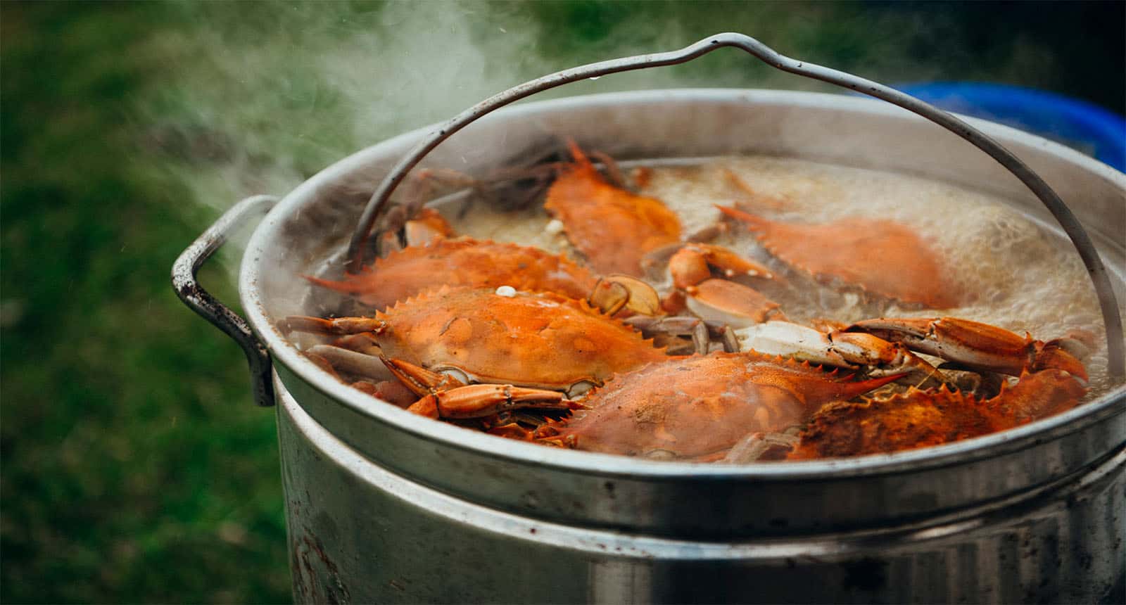 Cooked Blue Crabs Boil Giant