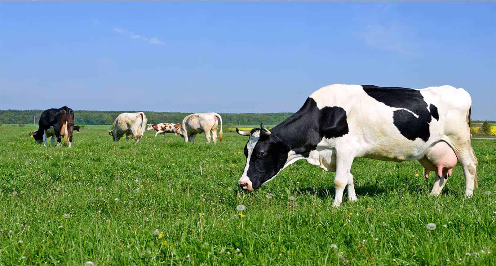 Cows on Summer Pasture