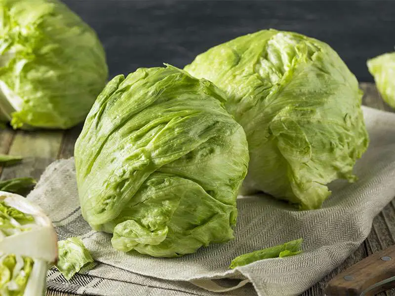 Iceberg Lettuce