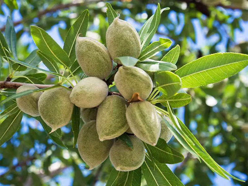 Indian Almond Fruit