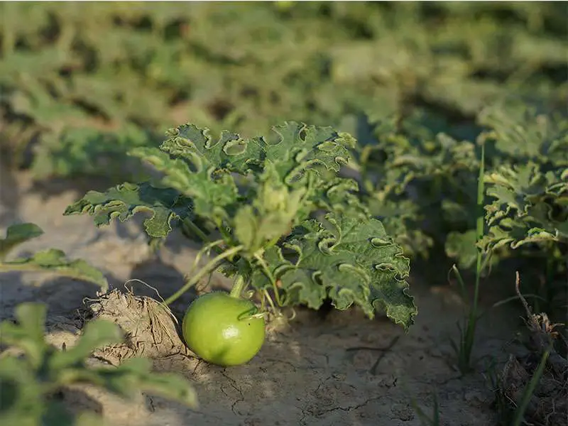 Indian Squash