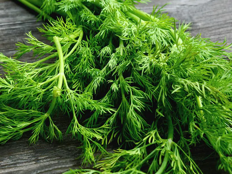 Bunch Fresh Green Dill