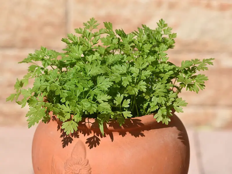 Chervil Anthriscus Cerefolium 