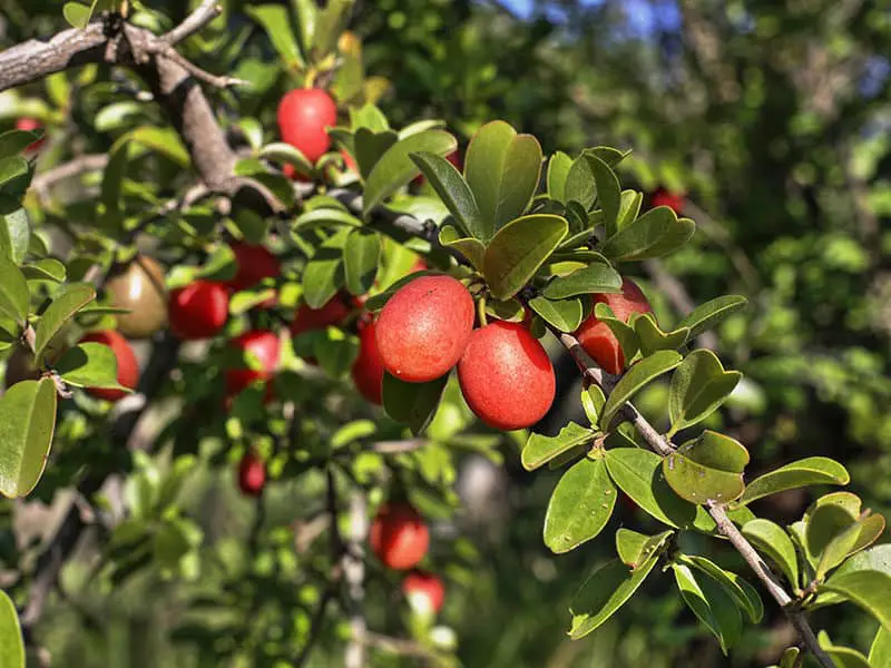 Plum Ximenia