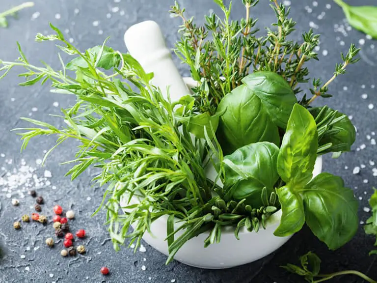 Tarragon Substitutes And Applications