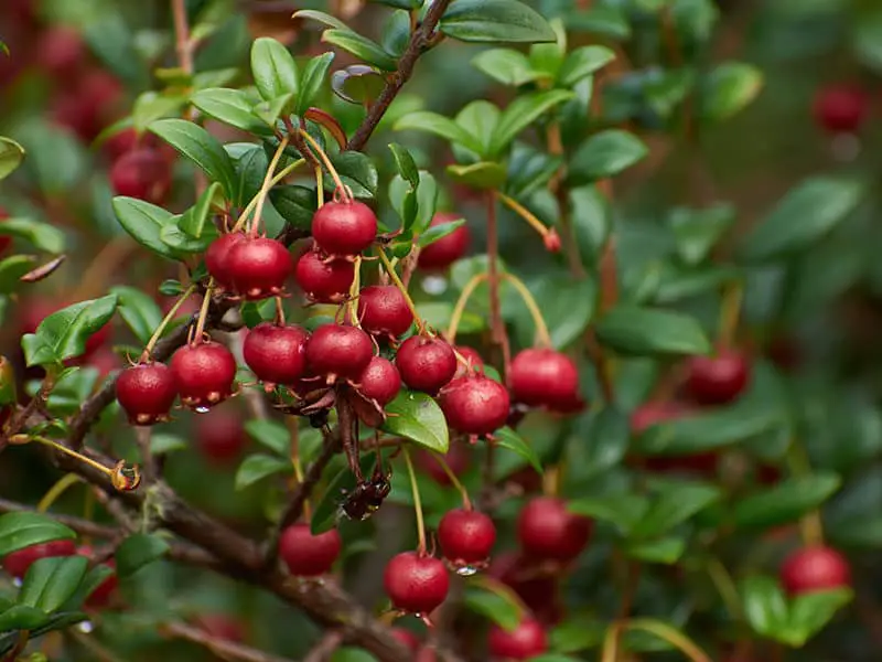 Ugni Fruits