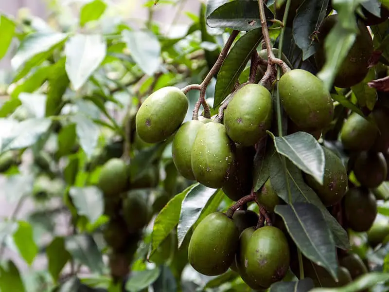 Umbrella Fruits