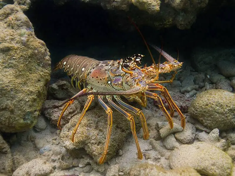 Caribbean Lobsters