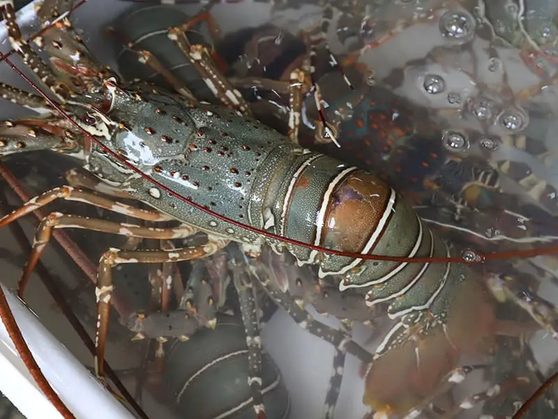 Cold Water Lobsters