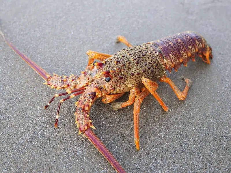 New Zealand Lobsters