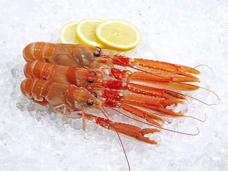 Prawn Norway Lobster Scampi