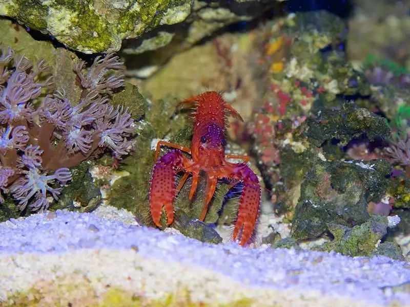 Reef Lobsters