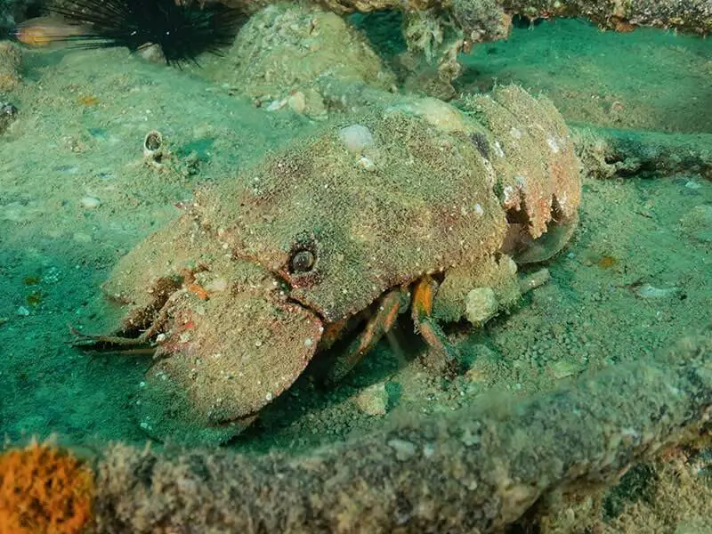 Slipper Lobster