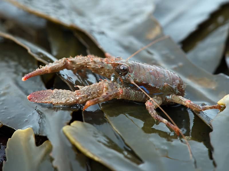 Spiny Squat Lobster