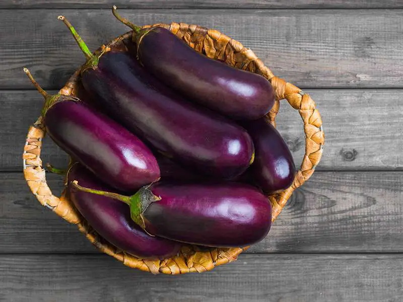 Eggplant