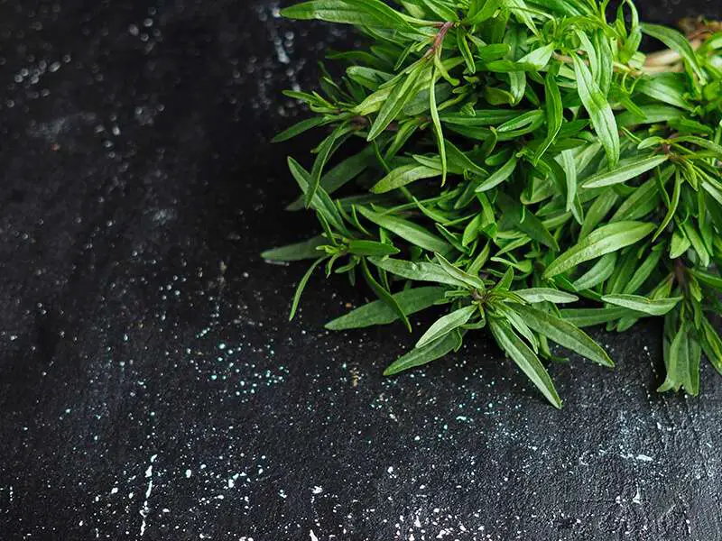 Fresh Tarragon