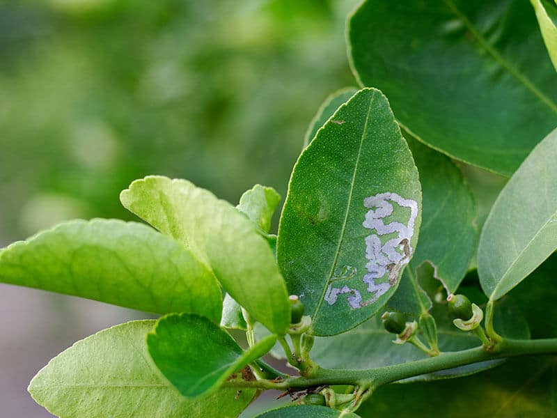 Kaffir Leaves