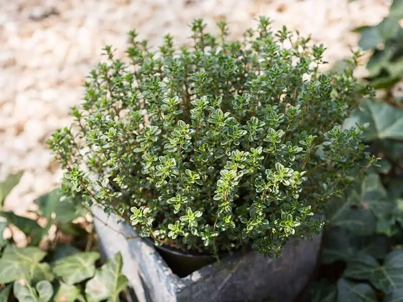 Lemon Thyme