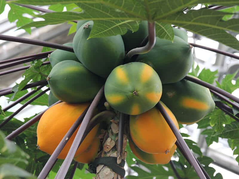 Mexican Papaya