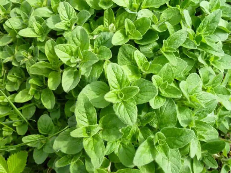 Oregano Substitutes