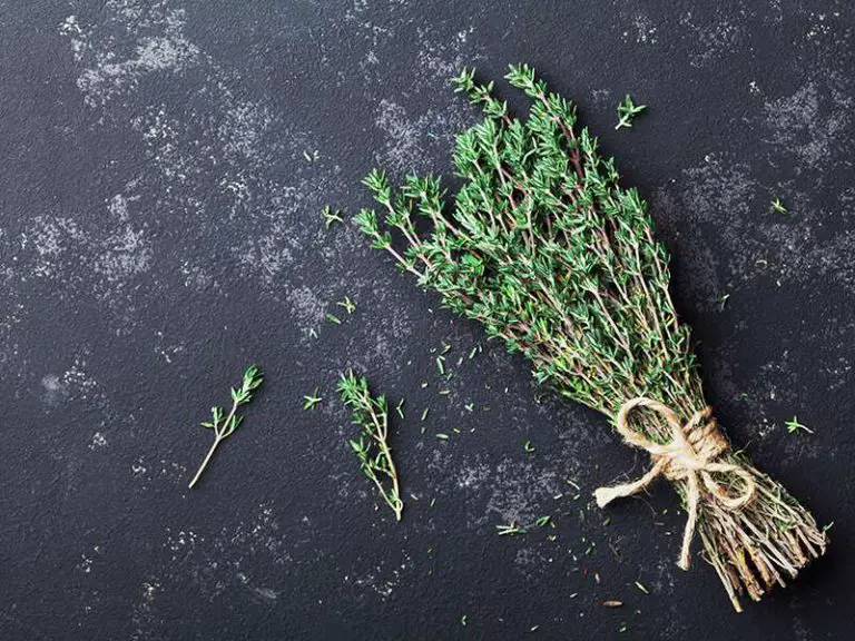 Thyme