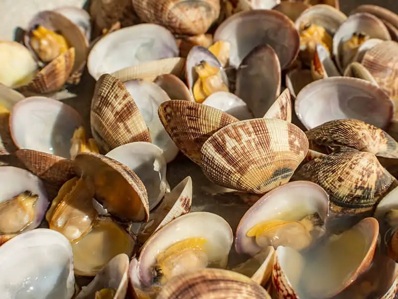 Veracious Clams