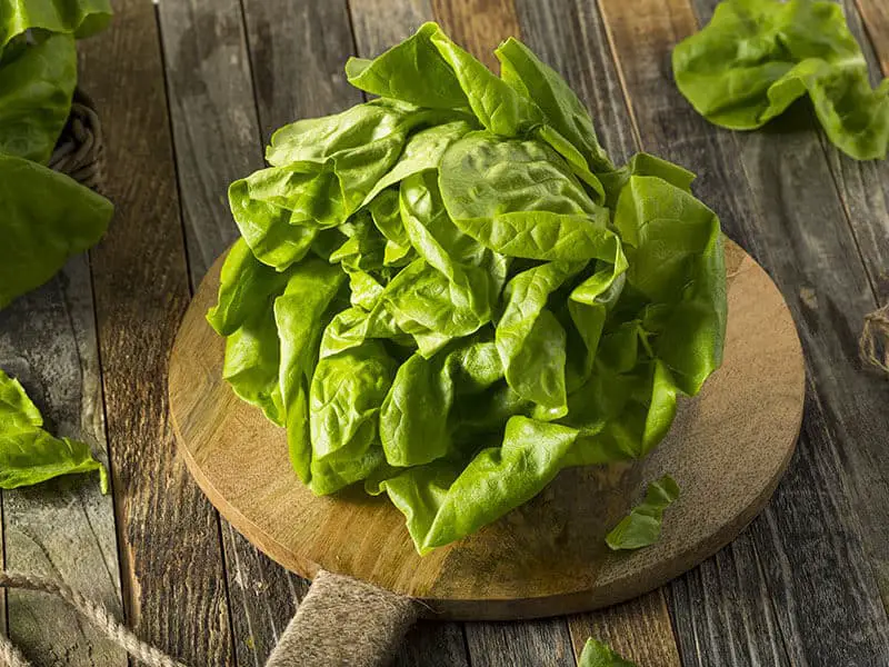 Butterhead Lettuce