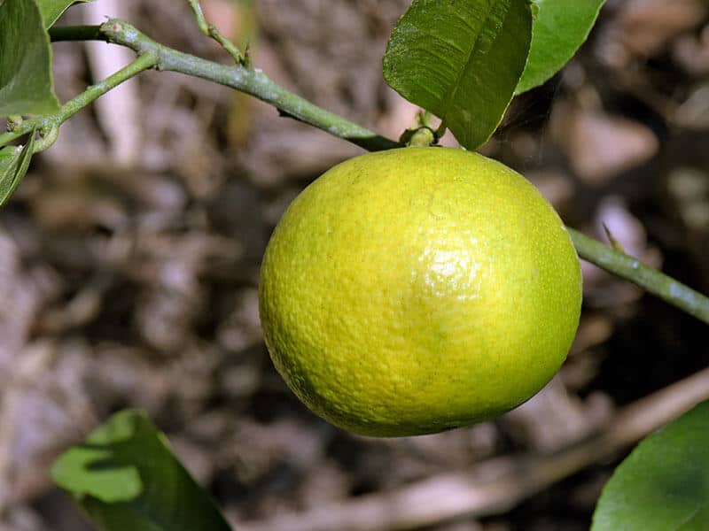 Palestinian Sweet Lime