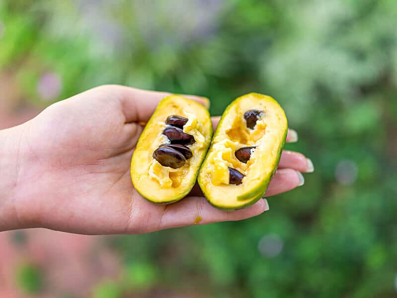 Pawpaw Antioxidant