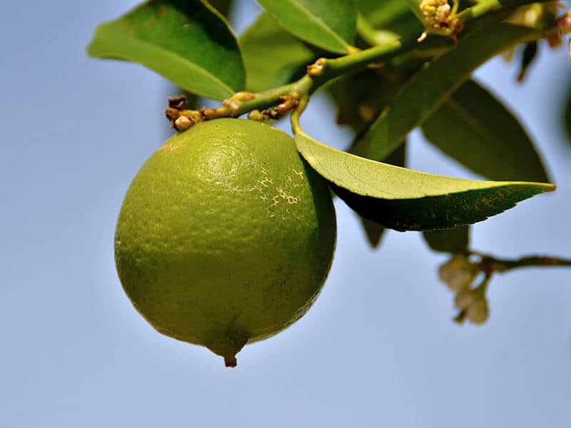 Persian Lime Fruit