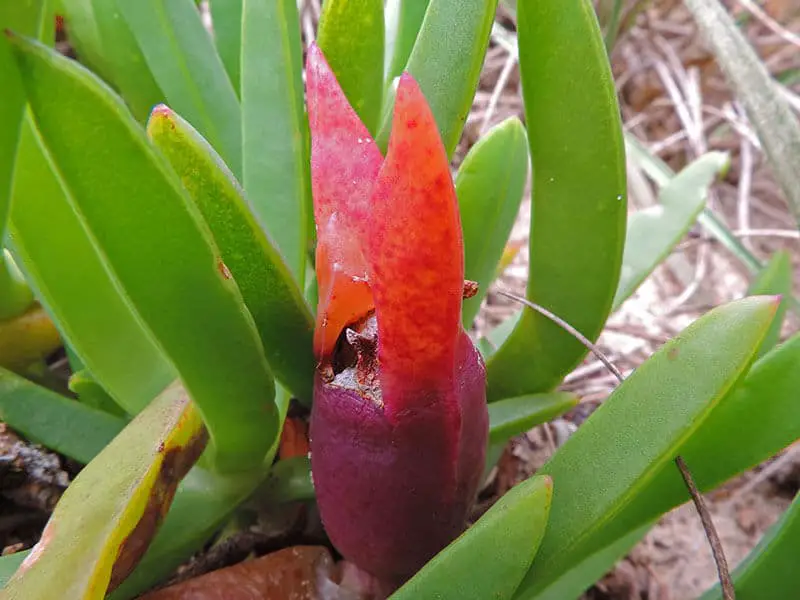 Pigface Fruit