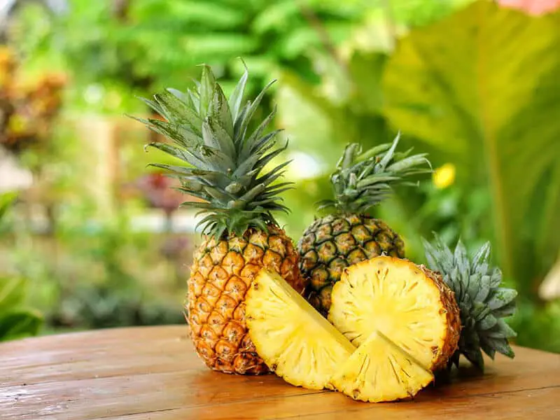 Pineapple Ananas Comosus