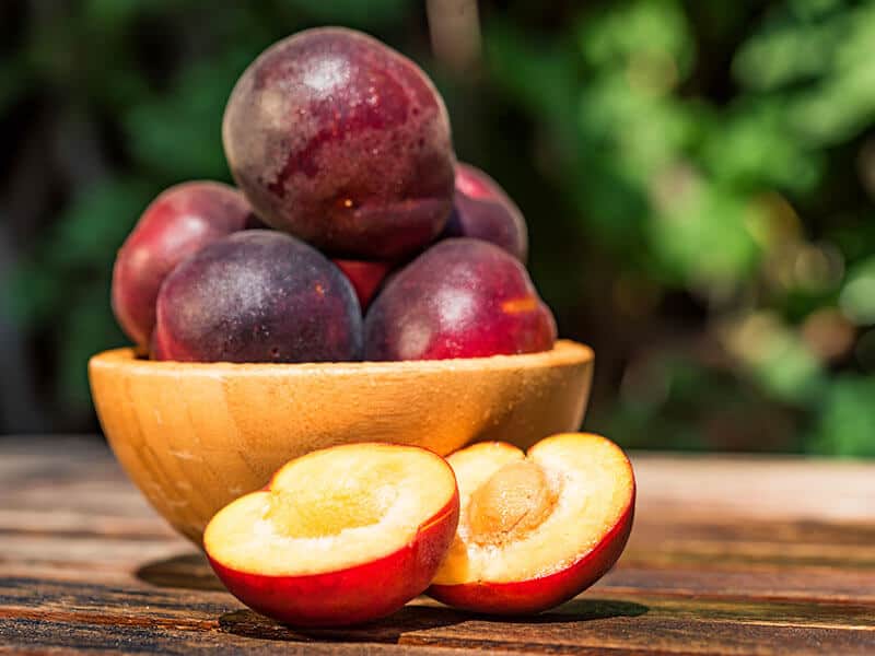 Plumcot Fruit