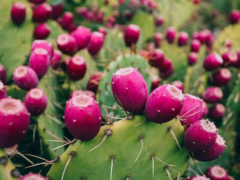 Prickly Pears