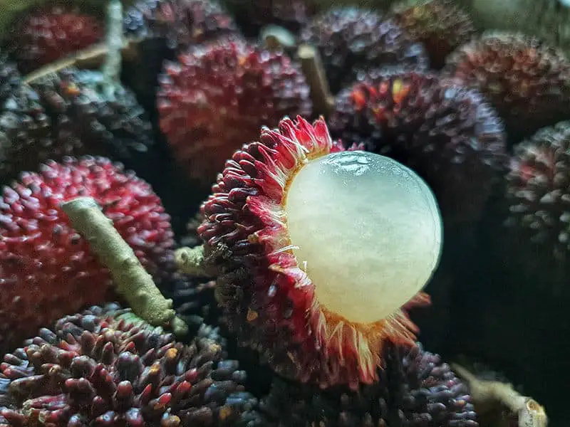 Pulasan Tropical Fruit