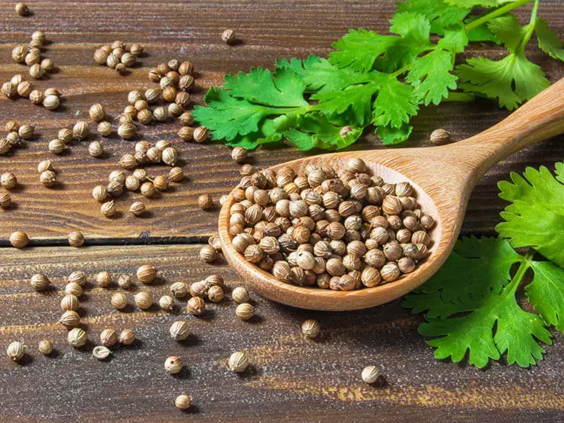 Coriander Seeds