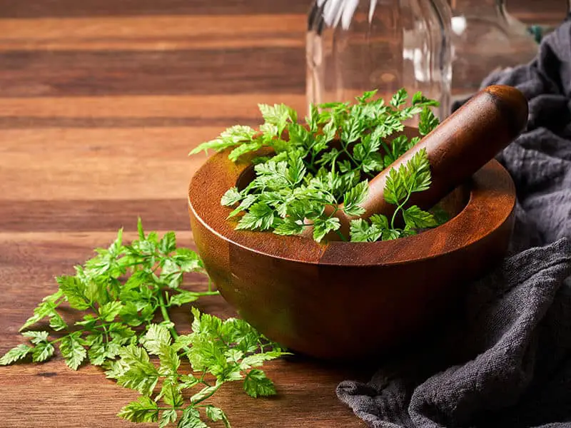 Fresh Chervil