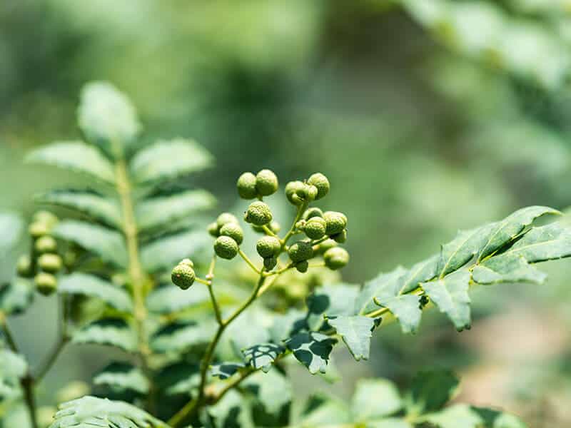 Japanese Sansho Peppercorn