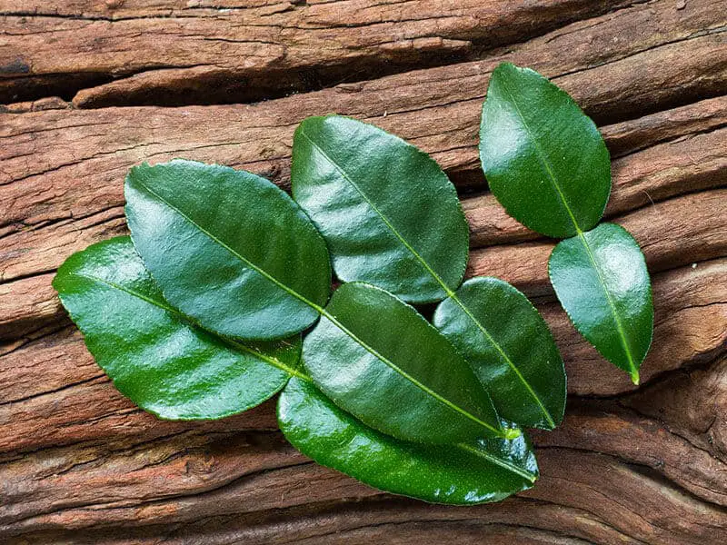 Kaffir Lime Leaves