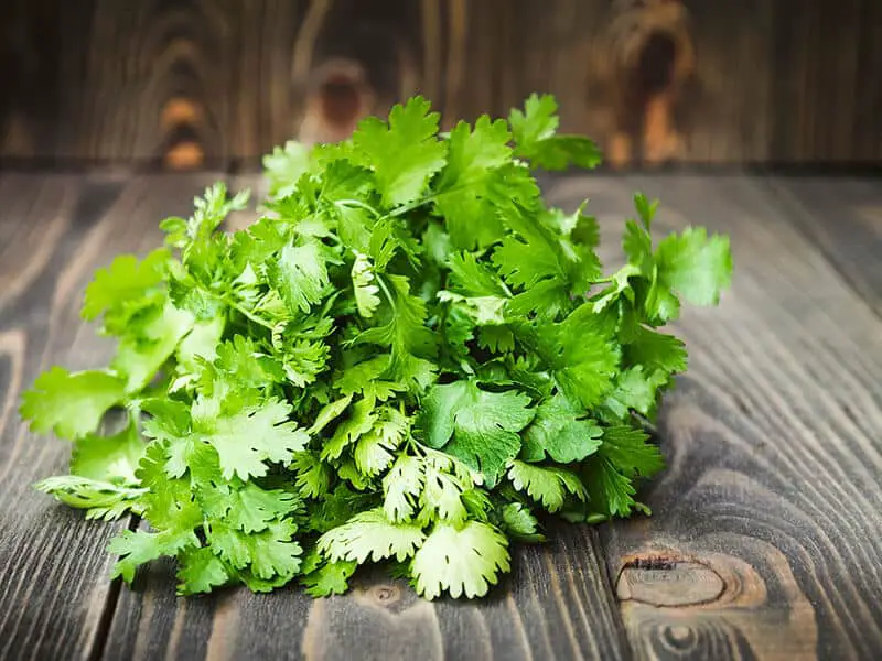 Raw Cilantro