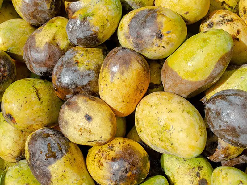 Rotten Mangoes