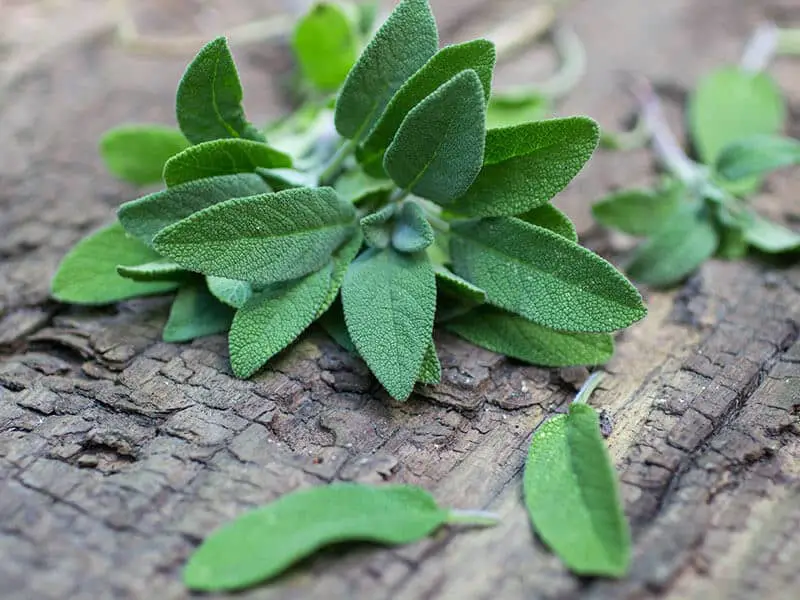 Sage Leaves