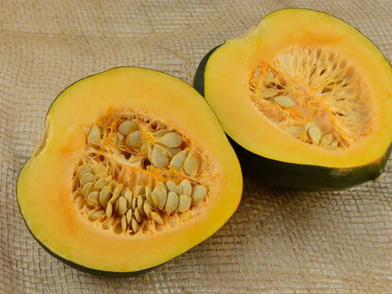 What Does Acorn Squash Taste Like