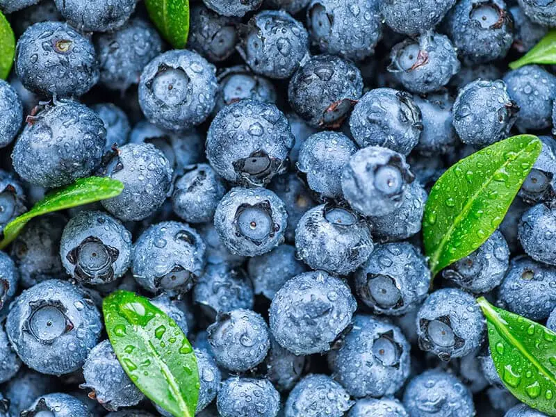 Fresh Blueberries