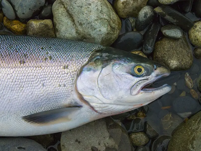 Salmon Fish From Alaska