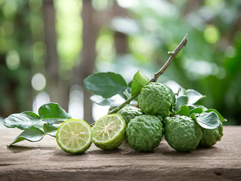 Kaffir Limes Citrus