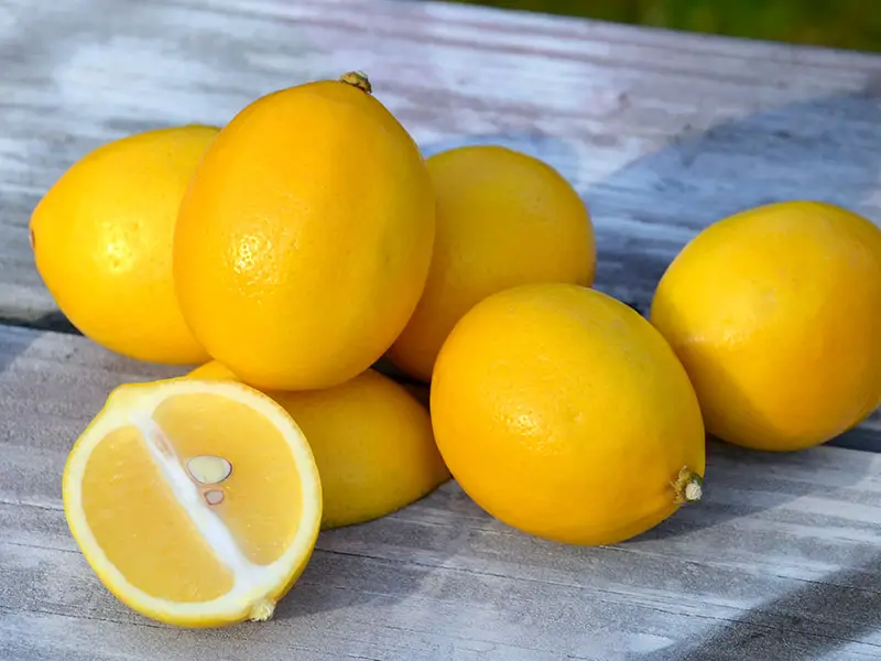 Meyer Lemons Citrus