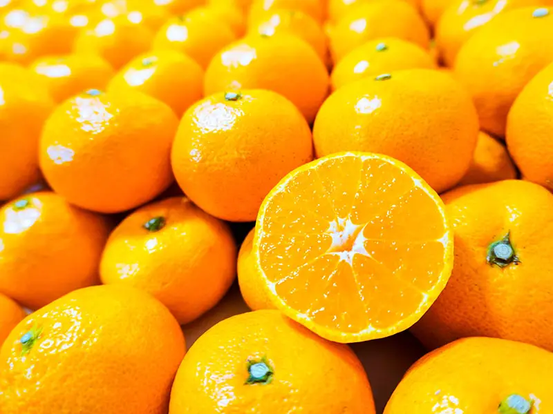 Satsuma Citrus