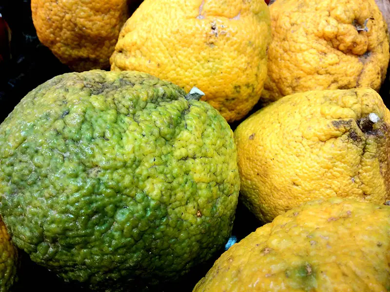 Ugli Fruit Citrus